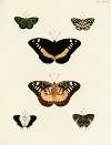 Foreign butterflies occurring in the three continents Asia, Africa and America Pl.061