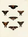 Foreign butterflies occurring in the three continents Asia, Africa and America Pl.067