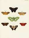Foreign butterflies occurring in the three continents Asia, Africa and America Pl.069