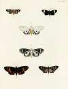 Foreign butterflies occurring in the three continents Asia, Africa and America Pl.070