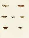Foreign butterflies occurring in the three continents Asia, Africa and America Pl.071