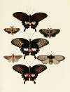 Foreign butterflies occurring in the three continents Asia, Africa and America Pl.072