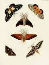 Foreign butterflies occurring in the three continents Asia, Africa and America Pl.074
