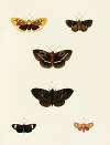 Foreign butterflies occurring in the three continents Asia, Africa and America Pl.081