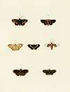 Foreign butterflies occurring in the three continents Asia, Africa and America Pl.083