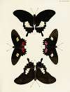 Foreign butterflies occurring in the three continents Asia, Africa and America Pl.084