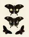 Foreign butterflies occurring in the three continents Asia, Africa and America Pl.085