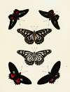 Foreign butterflies occurring in the three continents Asia, Africa and America Pl.086