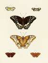 Foreign butterflies occurring in the three continents Asia, Africa and America Pl.087