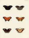 Foreign butterflies occurring in the three continents Asia, Africa and America Pl.088