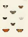 Foreign butterflies occurring in the three continents Asia, Africa and America Pl.089