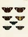 Foreign butterflies occurring in the three continents Asia, Africa and America Pl.090