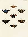 Foreign butterflies occurring in the three continents Asia, Africa and America Pl.091