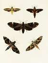Foreign butterflies occurring in the three continents Asia, Africa and America Pl.092