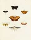 Foreign butterflies occurring in the three continents Asia, Africa and America Pl.094
