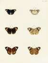 Foreign butterflies occurring in the three continents Asia, Africa and America Pl.097