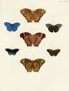 Foreign butterflies occurring in the three continents Asia, Africa and America Pl.099