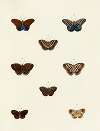 Foreign butterflies occurring in the three continents Asia, Africa and America Pl.100