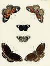 Foreign butterflies occurring in the three continents Asia, Africa and America Pl.101