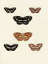 Foreign butterflies occurring in the three continents Asia, Africa and America Pl.102
