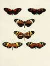 Foreign butterflies occurring in the three continents Asia, Africa and America Pl.103