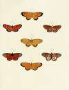 Foreign butterflies occurring in the three continents Asia, Africa and America Pl.104