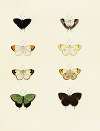 Foreign butterflies occurring in the three continents Asia, Africa and America Pl.105