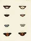 Foreign butterflies occurring in the three continents Asia, Africa and America Pl.106
