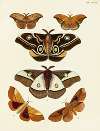 Foreign butterflies occurring in the three continents Asia, Africa and America Pl.108