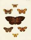 Foreign butterflies occurring in the three continents Asia, Africa and America Pl.109