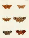 Foreign butterflies occurring in the three continents Asia, Africa and America Pl.110
