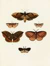Foreign butterflies occurring in the three continents Asia, Africa and America Pl.111