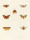 Foreign butterflies occurring in the three continents Asia, Africa and America Pl.112