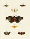Foreign butterflies occurring in the three continents Asia, Africa and America Pl.113