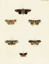 Foreign butterflies occurring in the three continents Asia, Africa and America Pl.114
