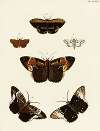 Foreign butterflies occurring in the three continents Asia, Africa and America Pl.115