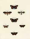 Foreign butterflies occurring in the three continents Asia, Africa and America Pl.116