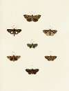 Foreign butterflies occurring in the three continents Asia, Africa and America Pl.117
