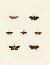Foreign butterflies occurring in the three continents Asia, Africa and America Pl.118