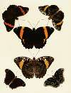 Foreign butterflies occurring in the three continents Asia, Africa and America Pl.119