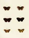 Foreign butterflies occurring in the three continents Asia, Africa and America Pl.120