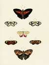 Foreign butterflies occurring in the three continents Asia, Africa and America Pl.121