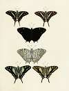 Foreign butterflies occurring in the three continents Asia, Africa and America Pl.123