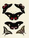 Foreign butterflies occurring in the three continents Asia, Africa and America Pl.124