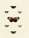 Foreign butterflies occurring in the three continents Asia, Africa and America Pl.125