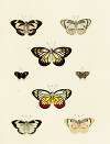 Foreign butterflies occurring in the three continents Asia, Africa and America Pl.126