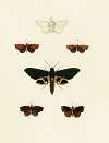 Foreign butterflies occurring in the three continents Asia, Africa and America Pl.127