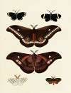 Foreign butterflies occurring in the three continents Asia, Africa and America Pl.128