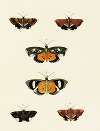 Foreign butterflies occurring in the three continents Asia, Africa and America Pl.129