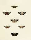 Foreign butterflies occurring in the three continents Asia, Africa and America Pl.130